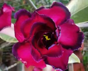 客厅养的耐旱花，30天不浇水，照样精神又气派！