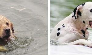 狗狗游泳时的注意事项