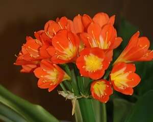 这花越小越值钱，养了4年，只有硬币大！