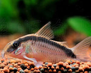 印第安鼠的饲养环境