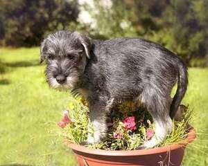 雪纳瑞价格，影响雪纳瑞价格因素