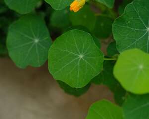 旱金莲怎么修剪