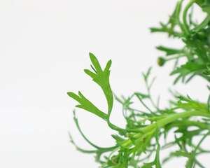 玛格丽特花怎么爆盆