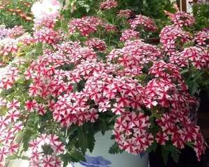 巴掌大的防盗窗，养它能开180天，邻居看了直眼红！