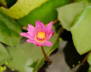 睡莲的功效及作用