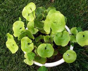 荷叶铁线蕨的栽培管理（图）