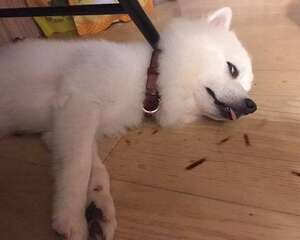 狗狗会得关节炎吗？该怎么治疗？