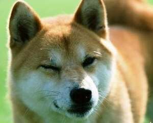 狗狗对主人气味的特殊反应