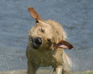 狗狗香波挑选大解析