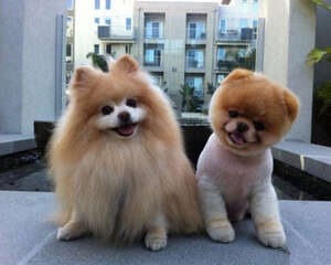 为博美犬剪毛切忌太短