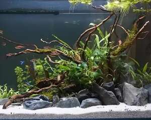 比铜钱草好看100倍的花，7天爆满一大缸，多到家里堆不下！