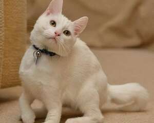 如何让猫咪学会接食物