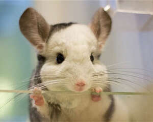 春天要帮助龙猫换毛