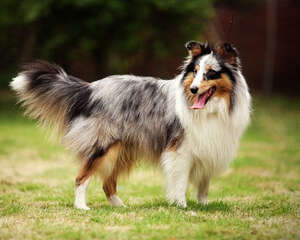 选择贵宾犬的原因