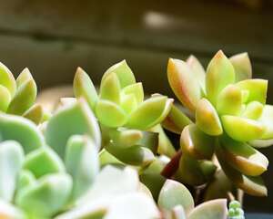 黄丽 Sedum adolphii