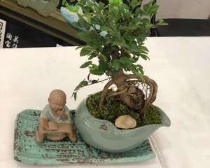 盆景有哪些品种