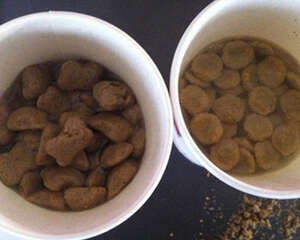 狗粮该不该泡软后给狗狗喂食