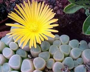 五十玲Fenestraria aurantiaca，脆肉的美丽，考验你的手艺~