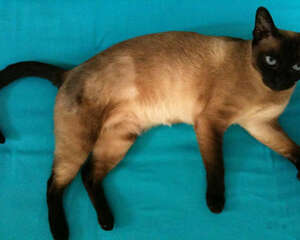 如何预防猫咪牙周炎疾病