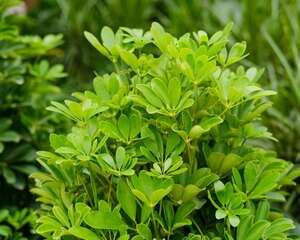鹅掌木什么季节打顶
