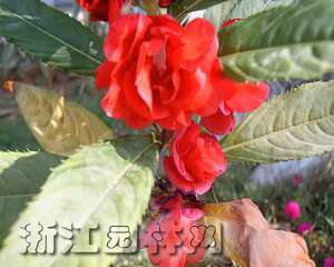 凤仙花栽种培养与管理（图）