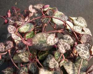 爱之蔓Ceropegia woodii