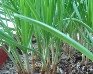 家庭种植韭菜如何施肥？