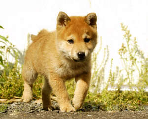 柴犬的形态特征