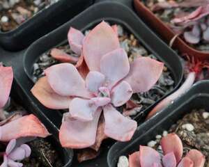 多肉老桩怎么培养