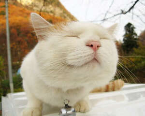 爱猫人士常犯十种错误