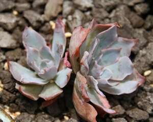 八月份多肉植物种植管理之各注意事项