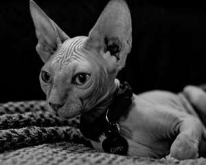 如何防止圈养的猫咪逃跑