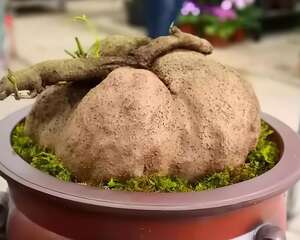 60斤重的花，养在家里最镇宅，俩月长满整面墙！