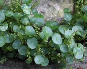 水培铜钱草分盆分株的方法