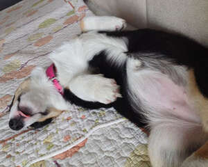 春节过后如何帮助狗狗减肥