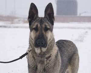 狼青犬多少钱一只 好养吗？