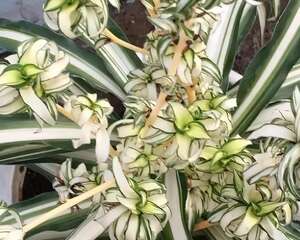 大哥养的吊兰，3个月彻底变异，世界上仅此一盆！