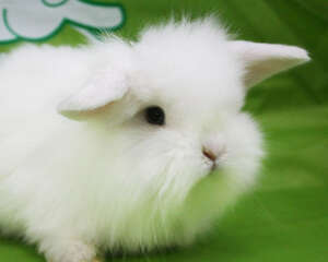 慎防人兔同患兔热病