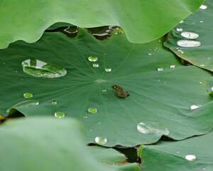 水生植物的生长需要什么