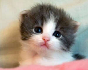 猫咪有哪些常见坏习惯