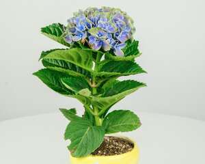 绣球花秋天怎么种植