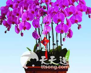 专家介绍买蝴蝶兰“三看”