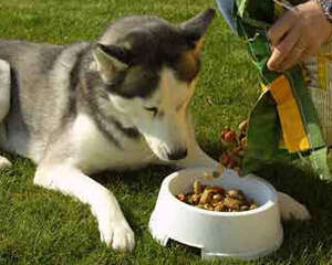 如何解决泰迪犬的饮食问题