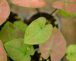 花叶芋的水培要点