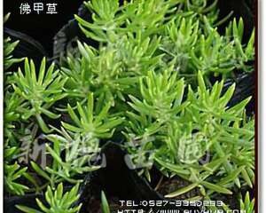 屋顶绿化指定专用草-佛甲草