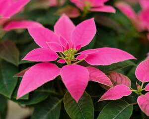 怎么让一品红开花，开完花怎么处理