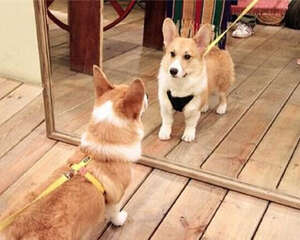 【测试】狗狗自信度有多高