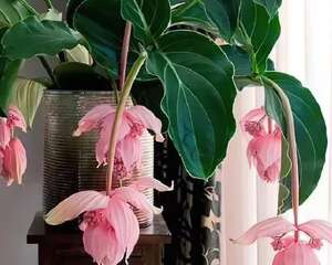 客厅养盆“贵妇花”，耐阴开花200天，特有气质！