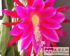 令箭荷花的花语：追忆