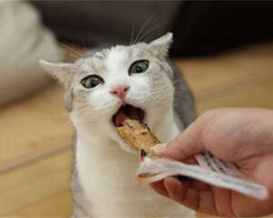 猫吃多了怎么办